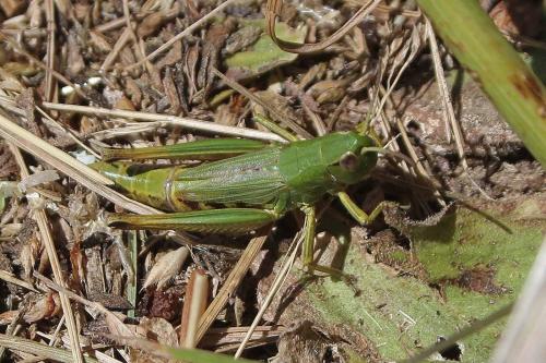 Pseudochorthippus parallelus parallelus